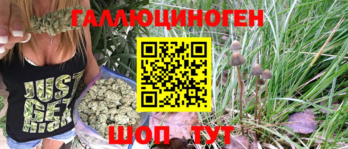 Псилоцибиновые грибы Psilocybine cubensis Краснознаменск