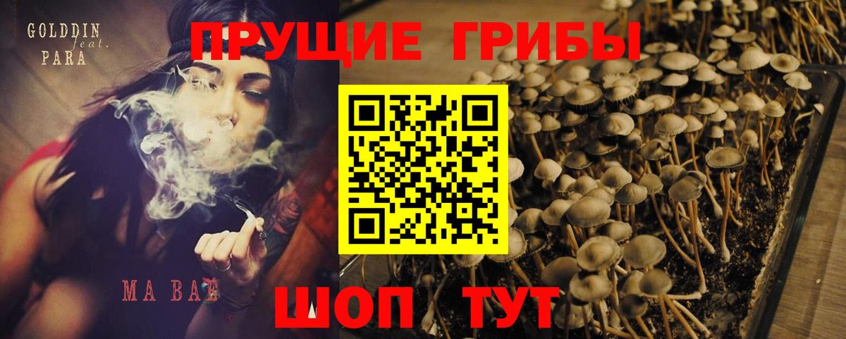 Краснознаменск  Галлюциногенные грибы Psilocybine cubensis  Вход с VPN 